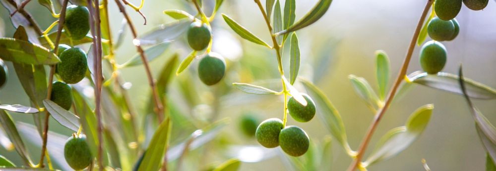 Grüne Oliven an einem Olivenzweig